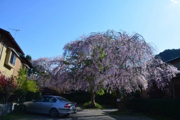Sakura tree in full bloom on Saga-Toriimoto Street 
