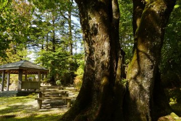 Old trees and green grass give the place a stately air