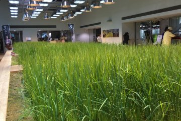 This cafe on the first floor incorporates both seating and a patch of farm for customers to enjoy during their break.