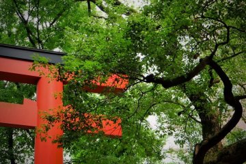 Red and green are a favourable exchange for urban grey