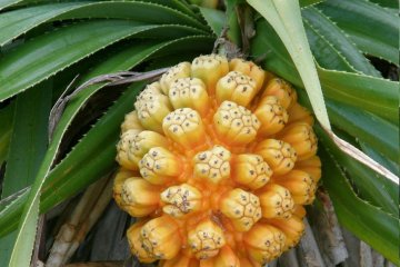 Wild thatch screw pine in season, or Adan Fruit Pandanus odoratissimus