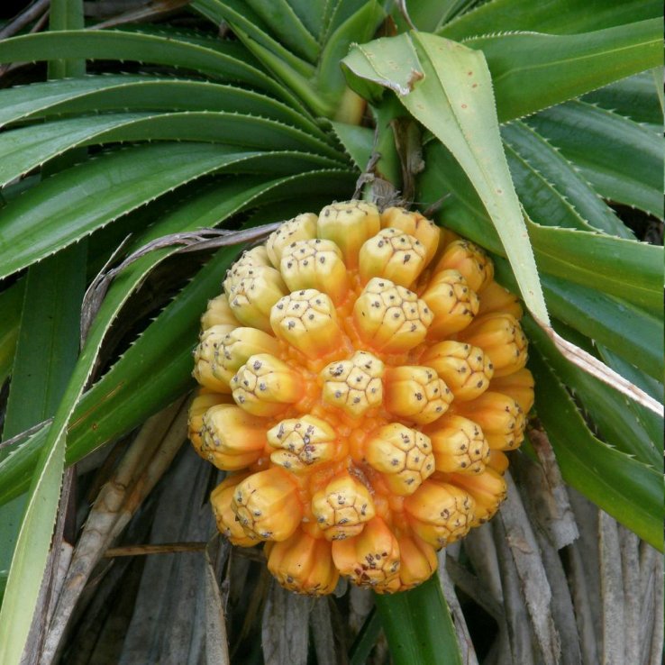 Wild thatch screw pine in season, or Adan Fruit Pandanus odoratissimus