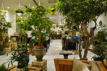 Located on M2, this storefront's plants' vivid green hues often draw in passerbys 