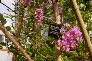 A saruseberi (or crepe myrtle) tree brightens up the skyscraper view 