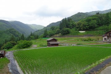 Rice fields