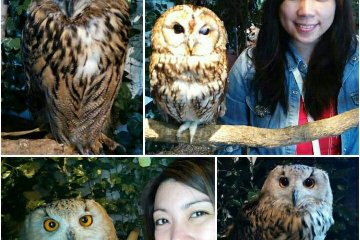 Hutan Burung Hantu Kamakura