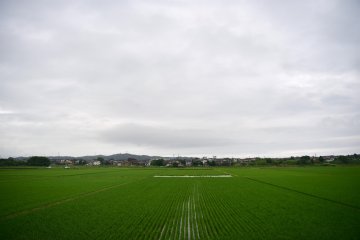 An expanse of green