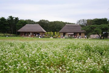 Traditional Japanese House. They often have a bloom making class here.