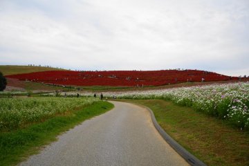 As you walk towards the Kochia garden...