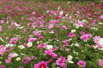 A gradation made with cosmos