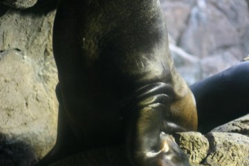 Snobby Sea Lion
