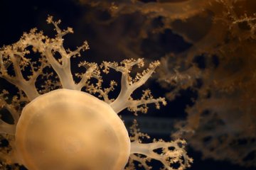 Sea Snowflake?
