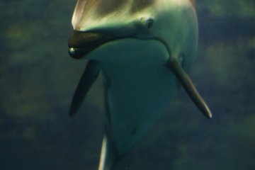 Friendly Dolphin