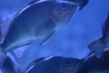 Where's Nemo?