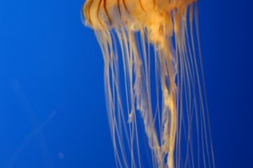 Ready for this Jelly?