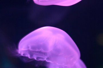Dancing Jellyfish