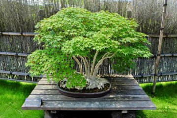 A Japanese maple in the ne-tsuranari style