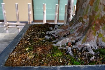 Detail shot of the tiny roots