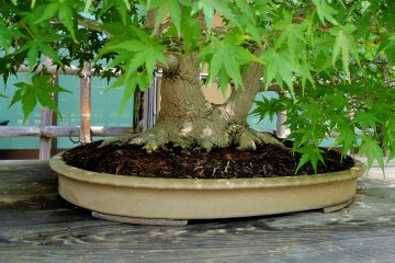 The base of another maple