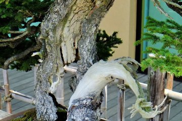 You can see right through this amazing trunk