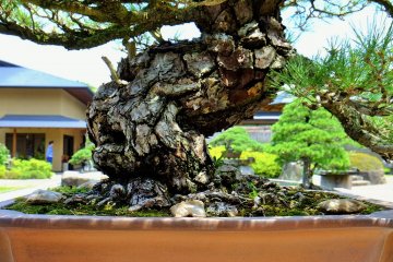 Closeup of the trunk of this black pine