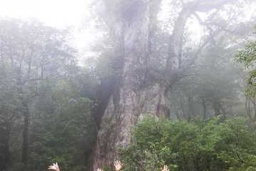 Jomon Sugi