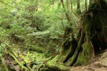 Yakusugi Forest Panorama
