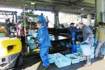 Ine Fish Market in action