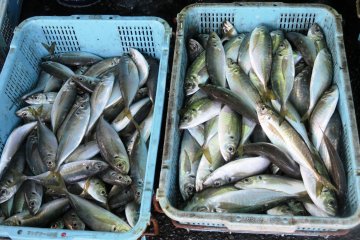Yellowtail in various sizes