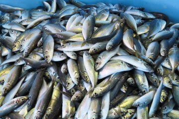 Yellowtail is a common catch at the Ine Fish Market