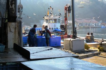 Ine Fish Market in action