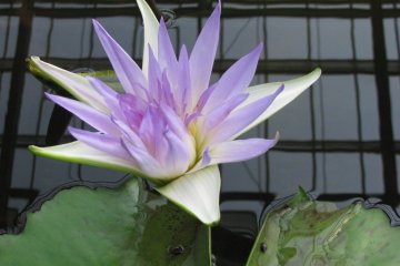 Water lilly