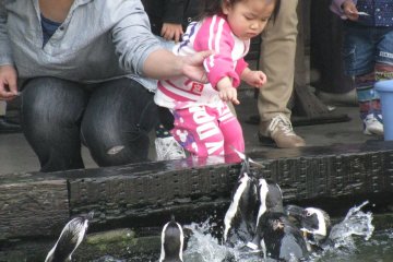 Feeding penguins