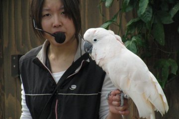 Talking parrot's show
