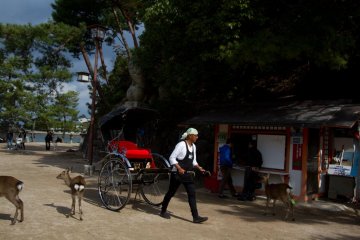 <p>A common scene around the shrine: rikshaws and deer</p>
