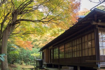 Feuillage d'automne