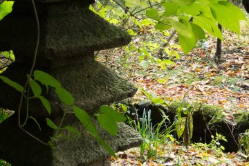 Dans le bosquet de bambou 