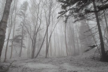 Snow covered forest at Station 7