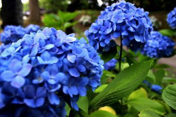 Summer in Akita Senshu Park