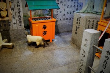 Not all visitors are human
