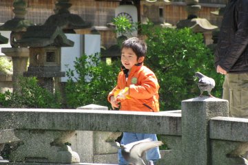 Feeding ducks