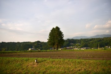 Sacred Tree