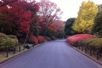 Near the Gardens in Autumn, breathtaking colors!