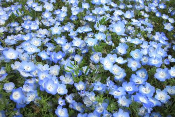 Némophiles bleus au parc Hitachi Seaside