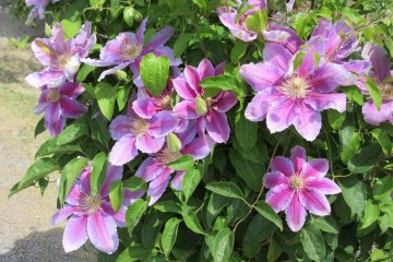 Les clématites du parc floral d'Ashikaga 