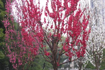 Pruniers au jardin impérial de Tokyo