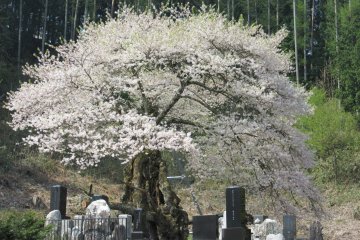 Sakura à Nagano