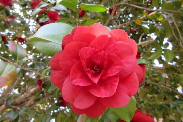 Camelia à Nagano