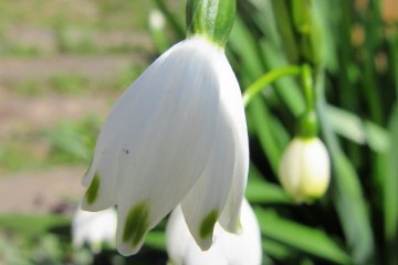 Les fleurs du printemps de Nagano