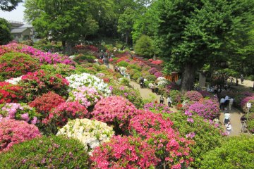 Festival des azalées du Nezu-jinja à Tokyo